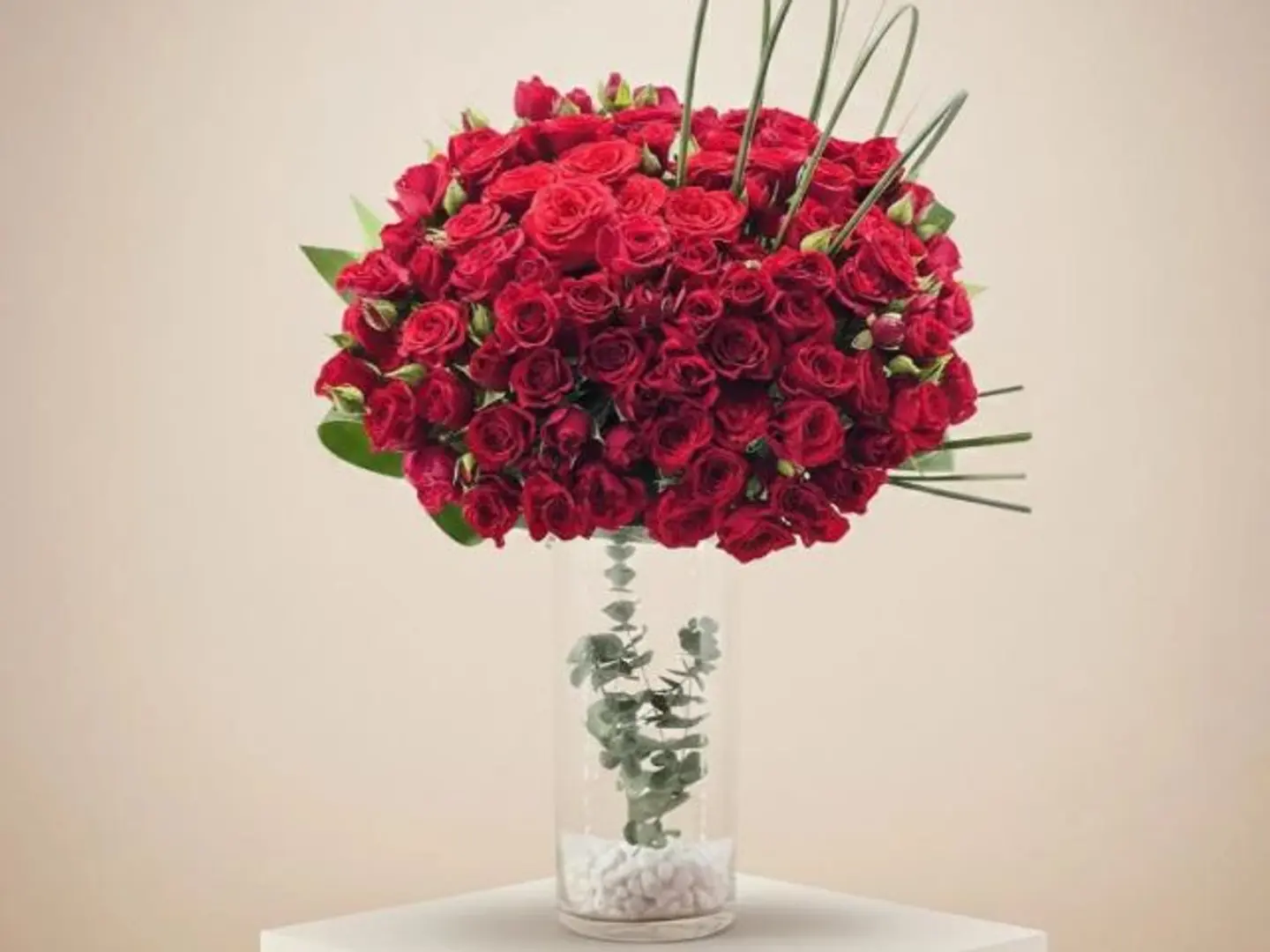 فازة فخامة حبنا