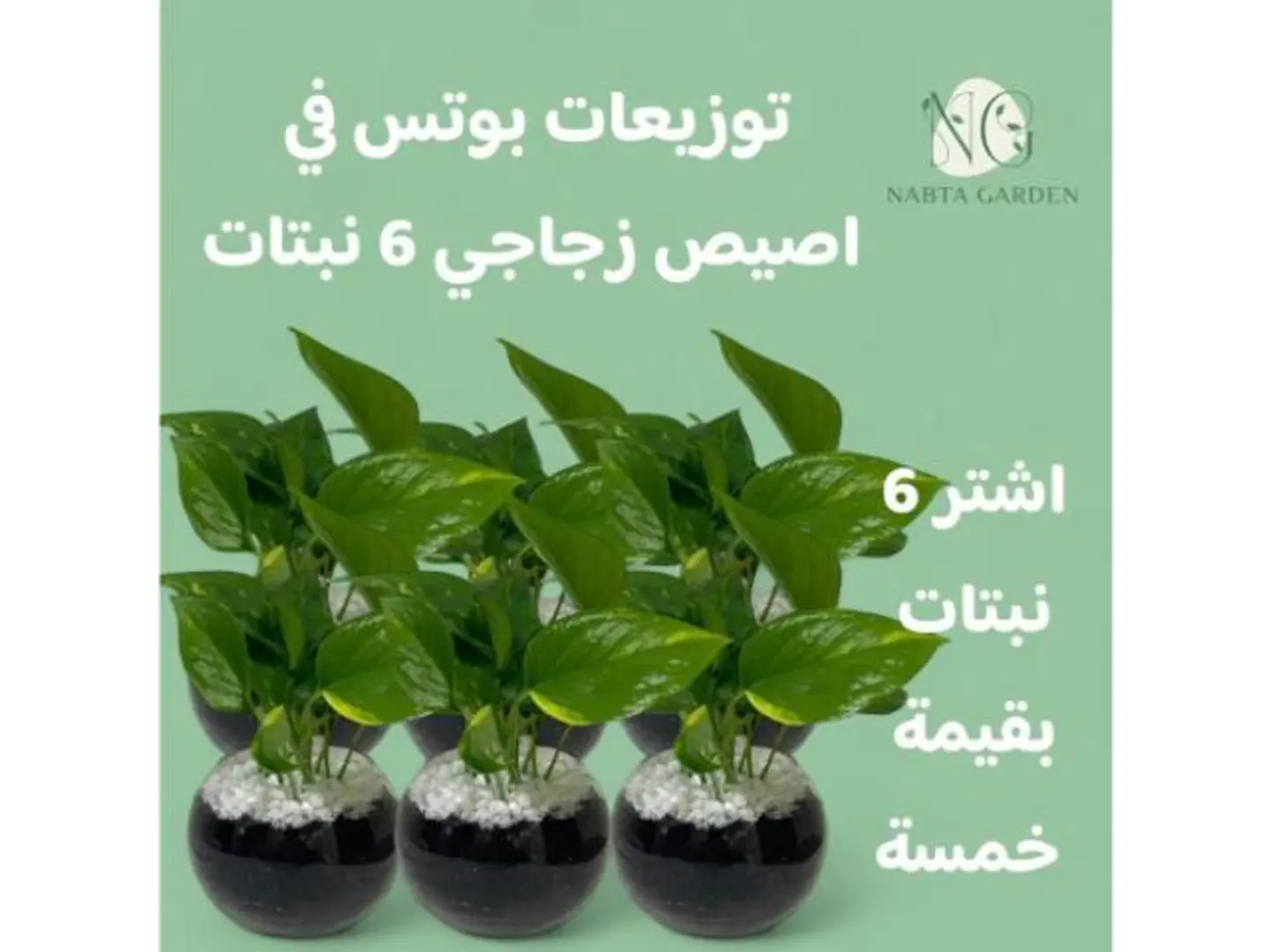 Boots Arrangement 6 Plants