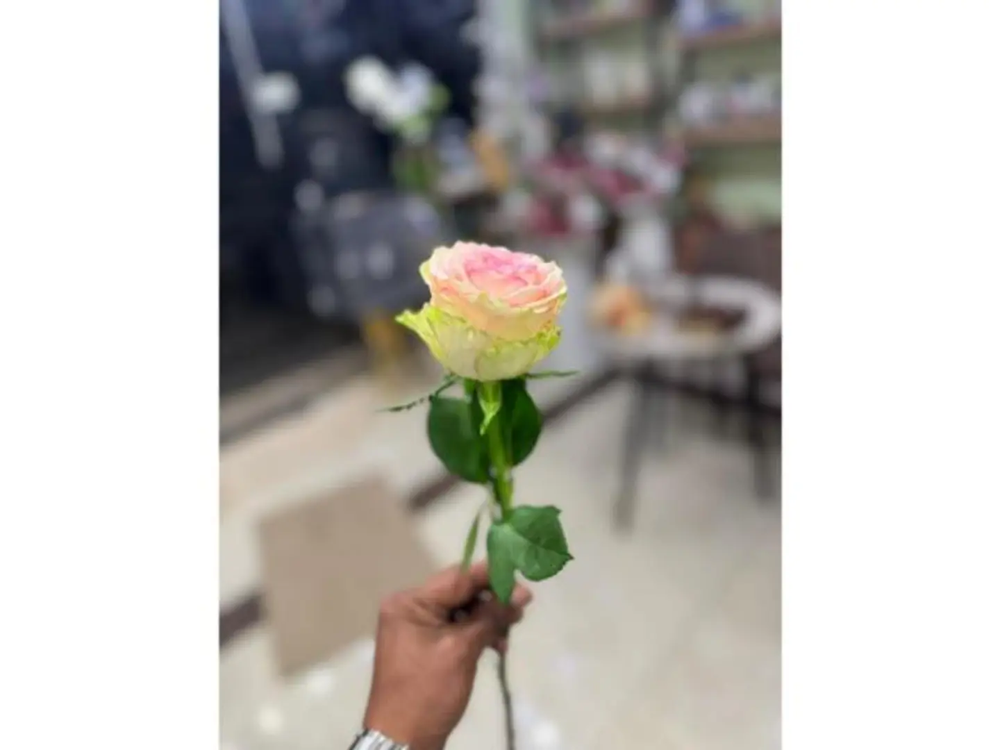 وردة جوري زهري