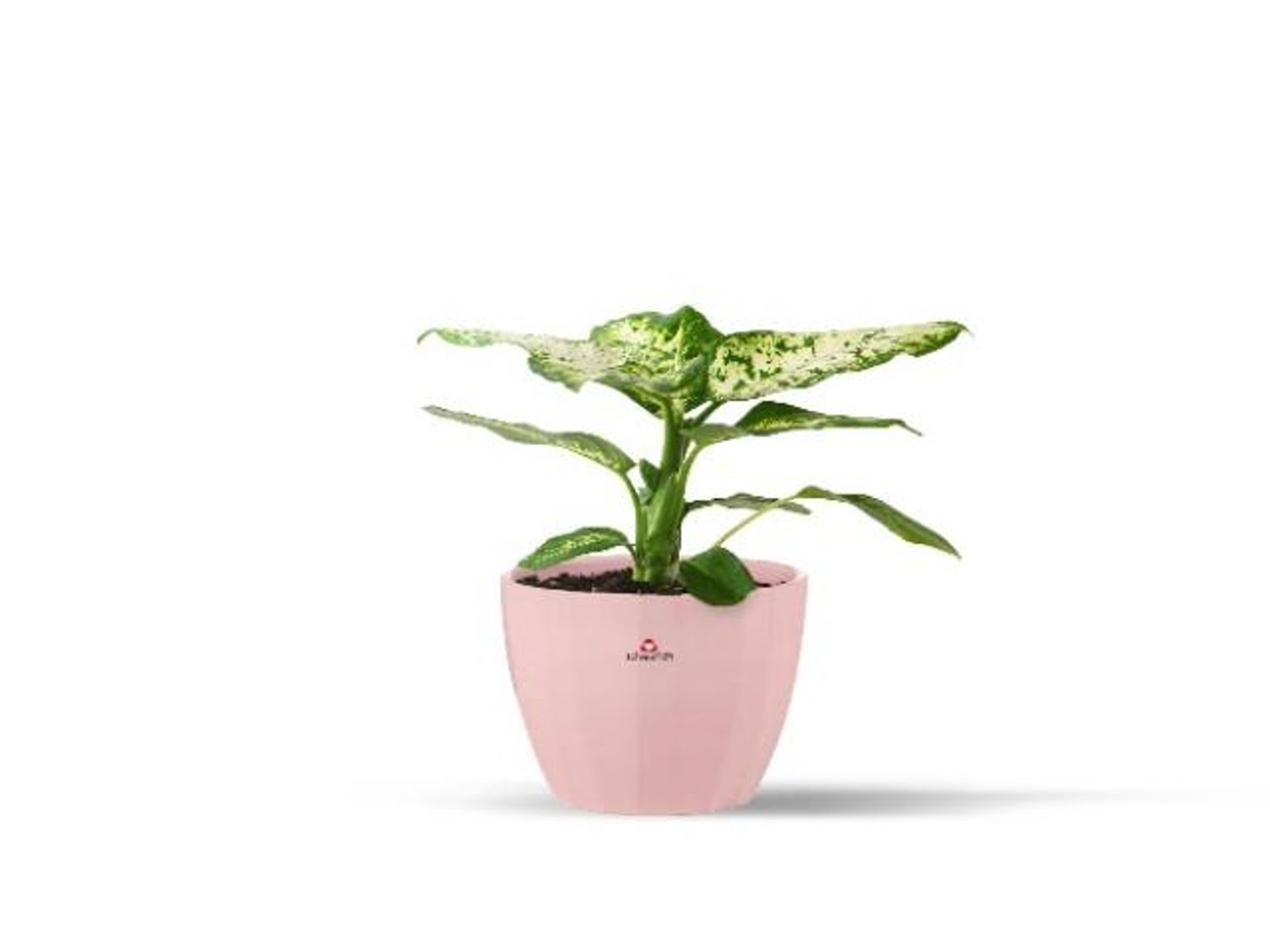A Dieffenbachia Plant Planted In A Pink Ceramic Pot.