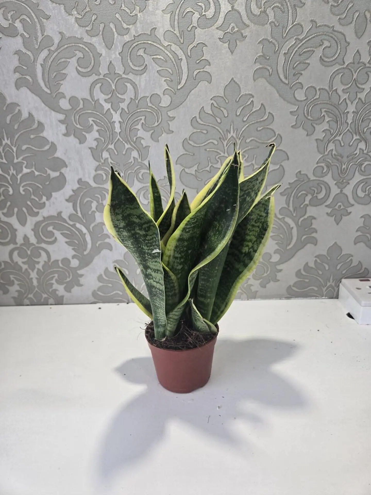 نبات الثعبان