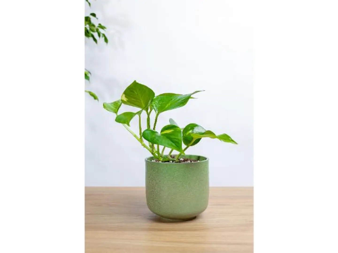 Golden Pothos Plant In A Green Marble Basin