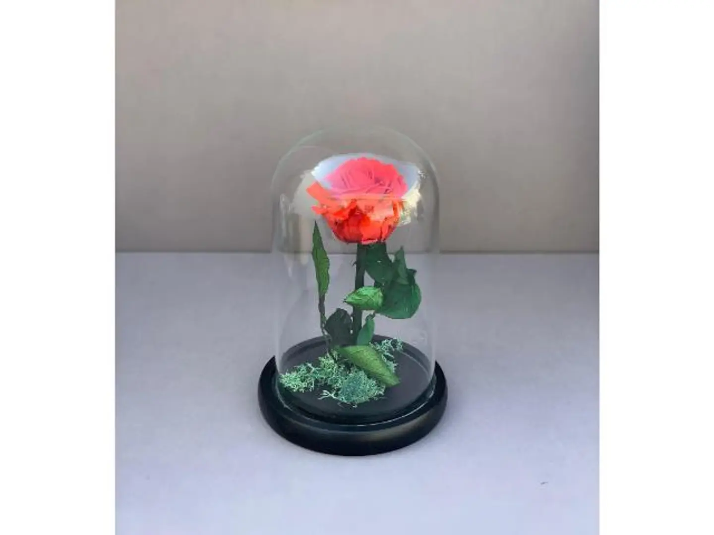 فازه الورده الدائمه