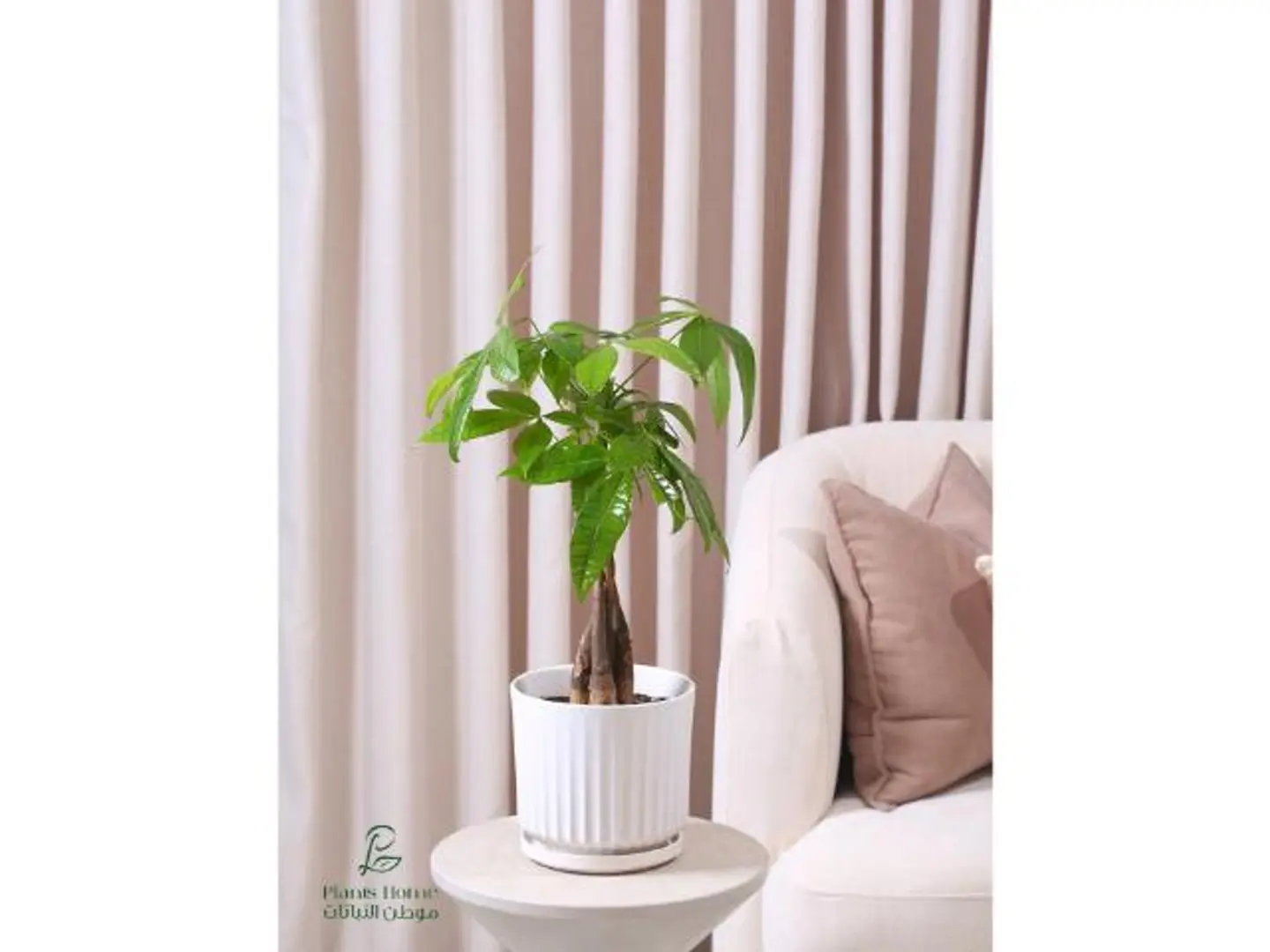 باشيرا في حوض سيراميك أبيض