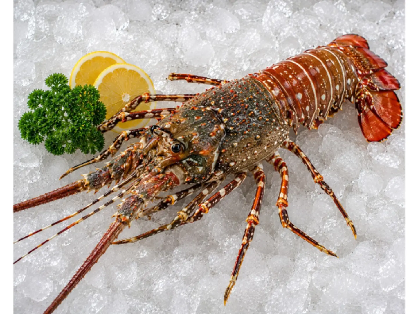 Lobster