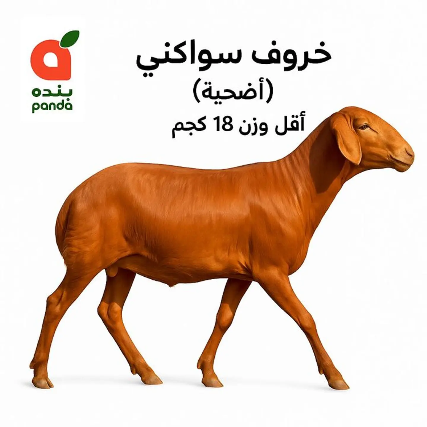 Fresh Sawakni Lamb (Adhia) Min Weight 18 Kg