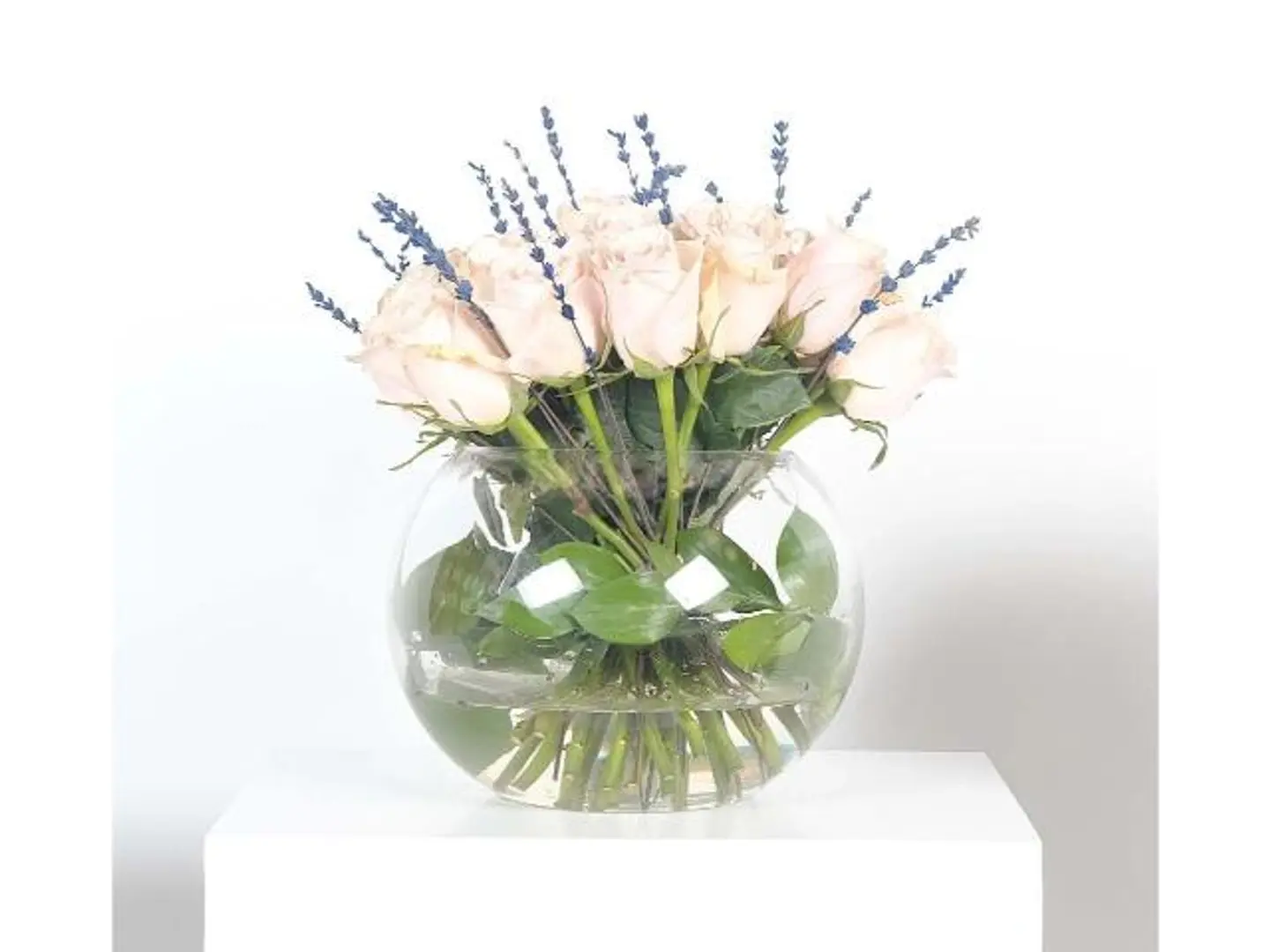 فازة الحياة