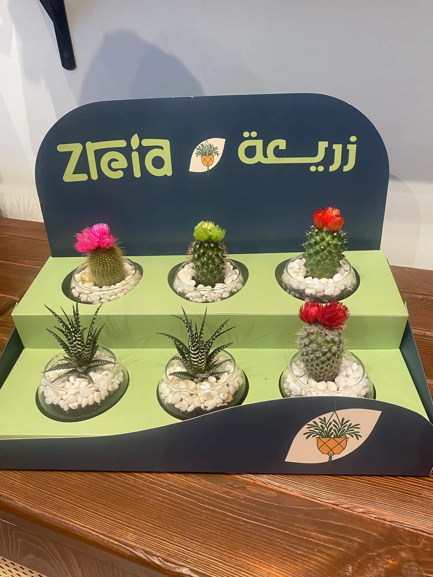 بوكس هدايا مجمعة عباره عن 6 حبات من الصبار الانيق باشكال مختلفة يناسب جميع الهدايا والتوزيعات