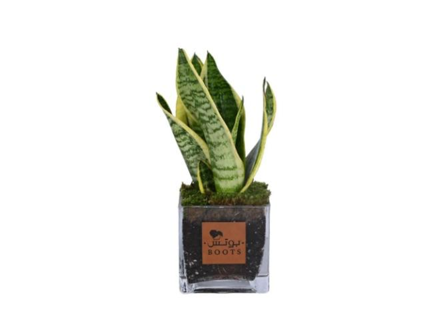 19  Sansevieria Plant In A Glass Vase