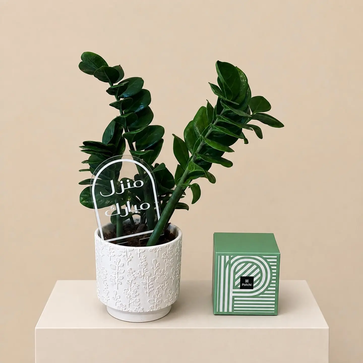 Zamia Plant With Patchi
