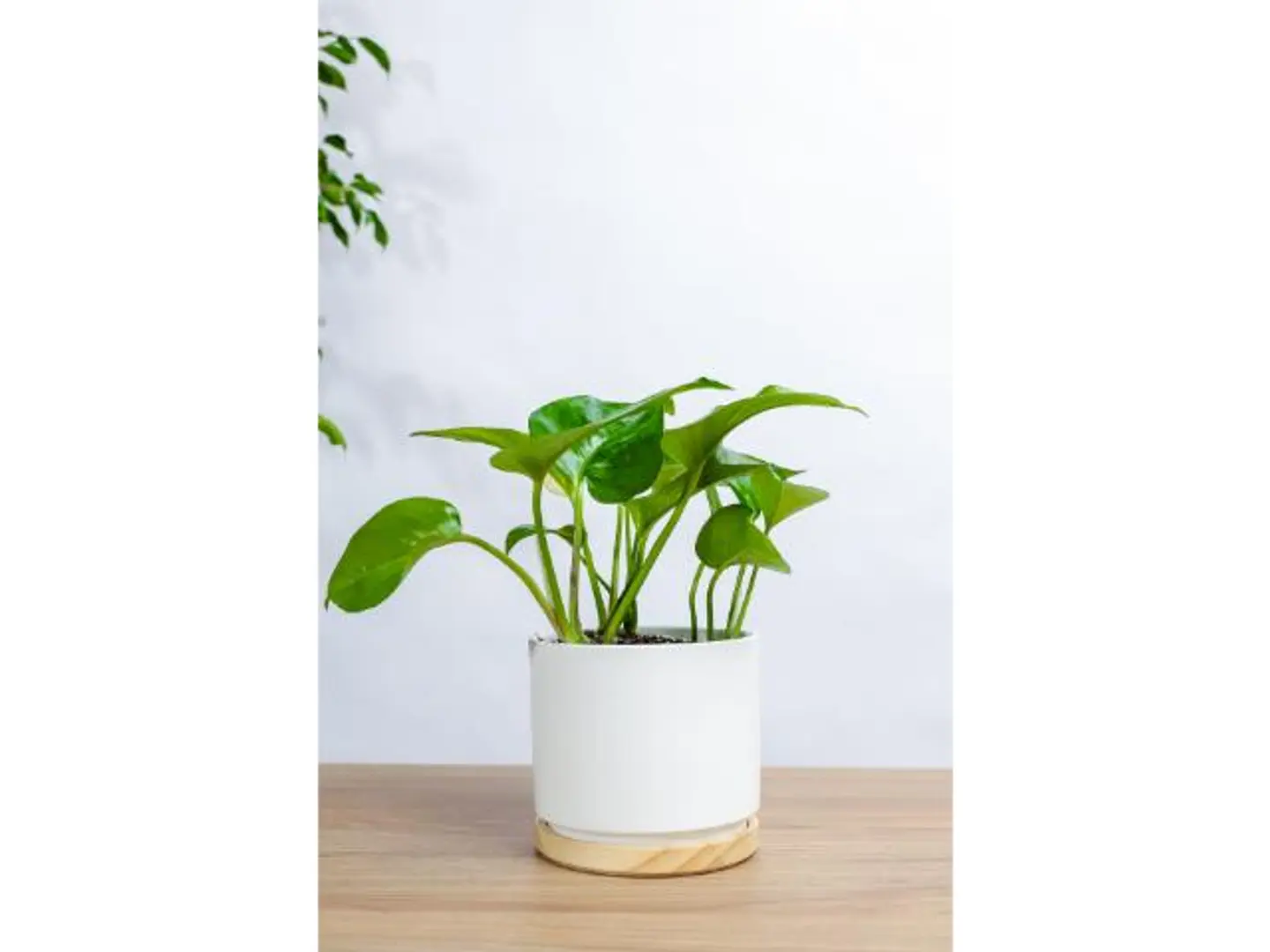 Gold Pothos Plant In A Black Ceramic Pot With A Wooden Base