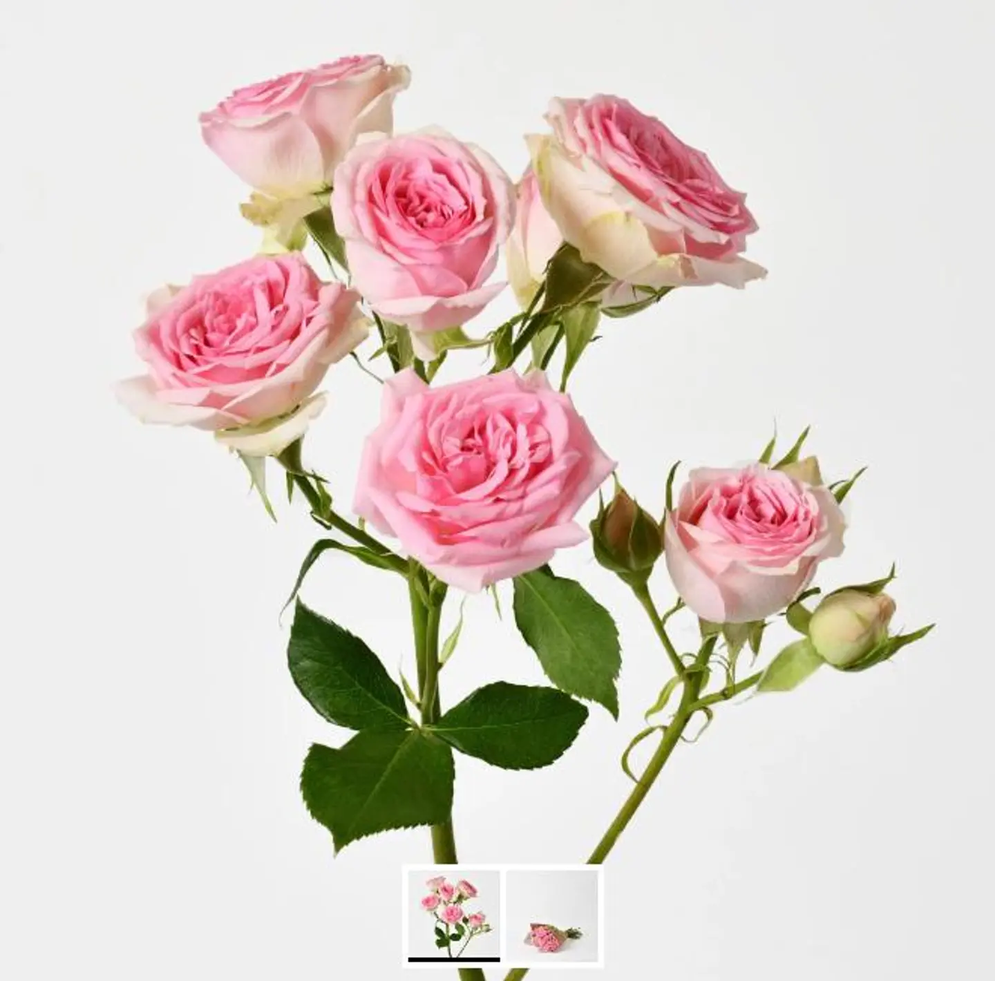 Baby Rose Pink