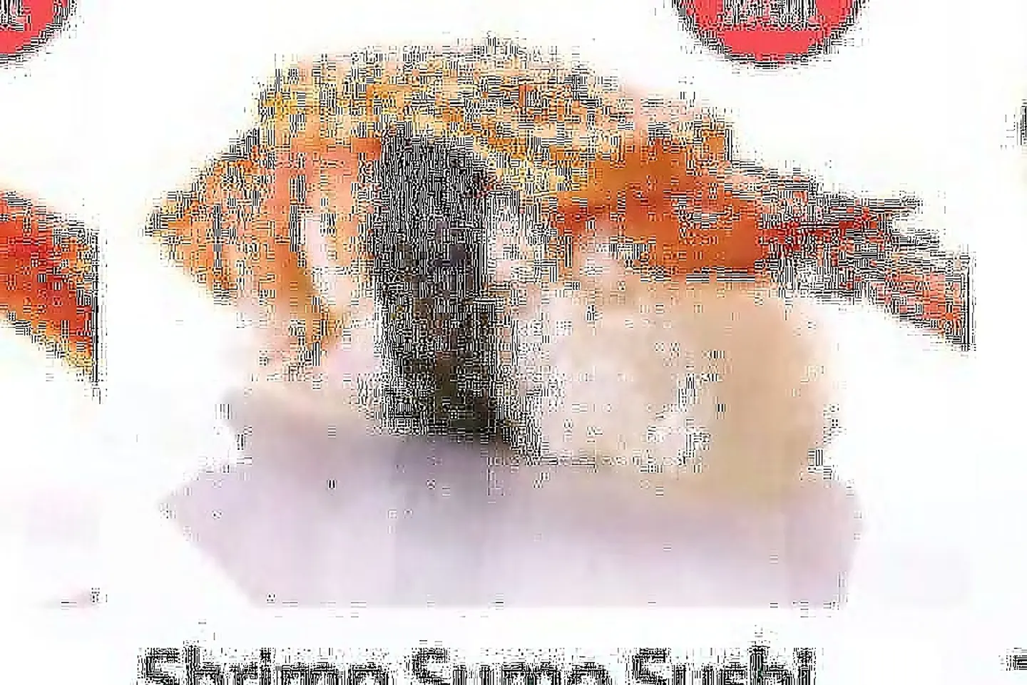 Shrimp Sumo