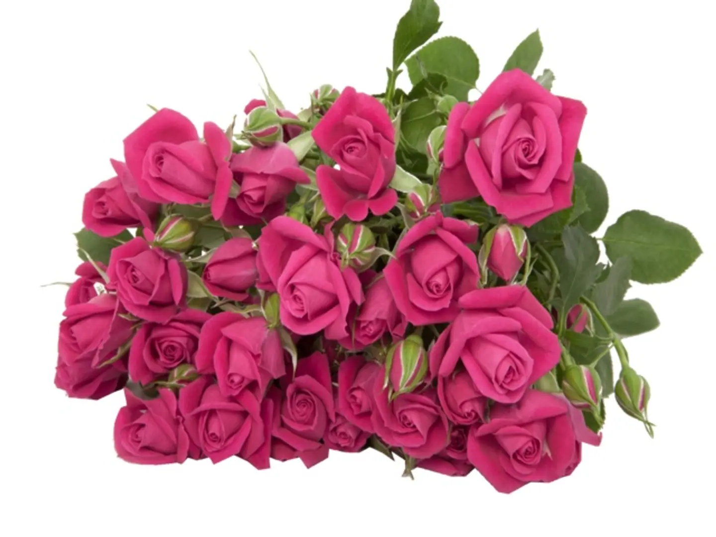 A19 Pink Spray Rose 10 Stem