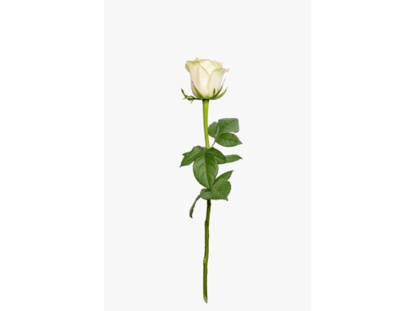 White Rose