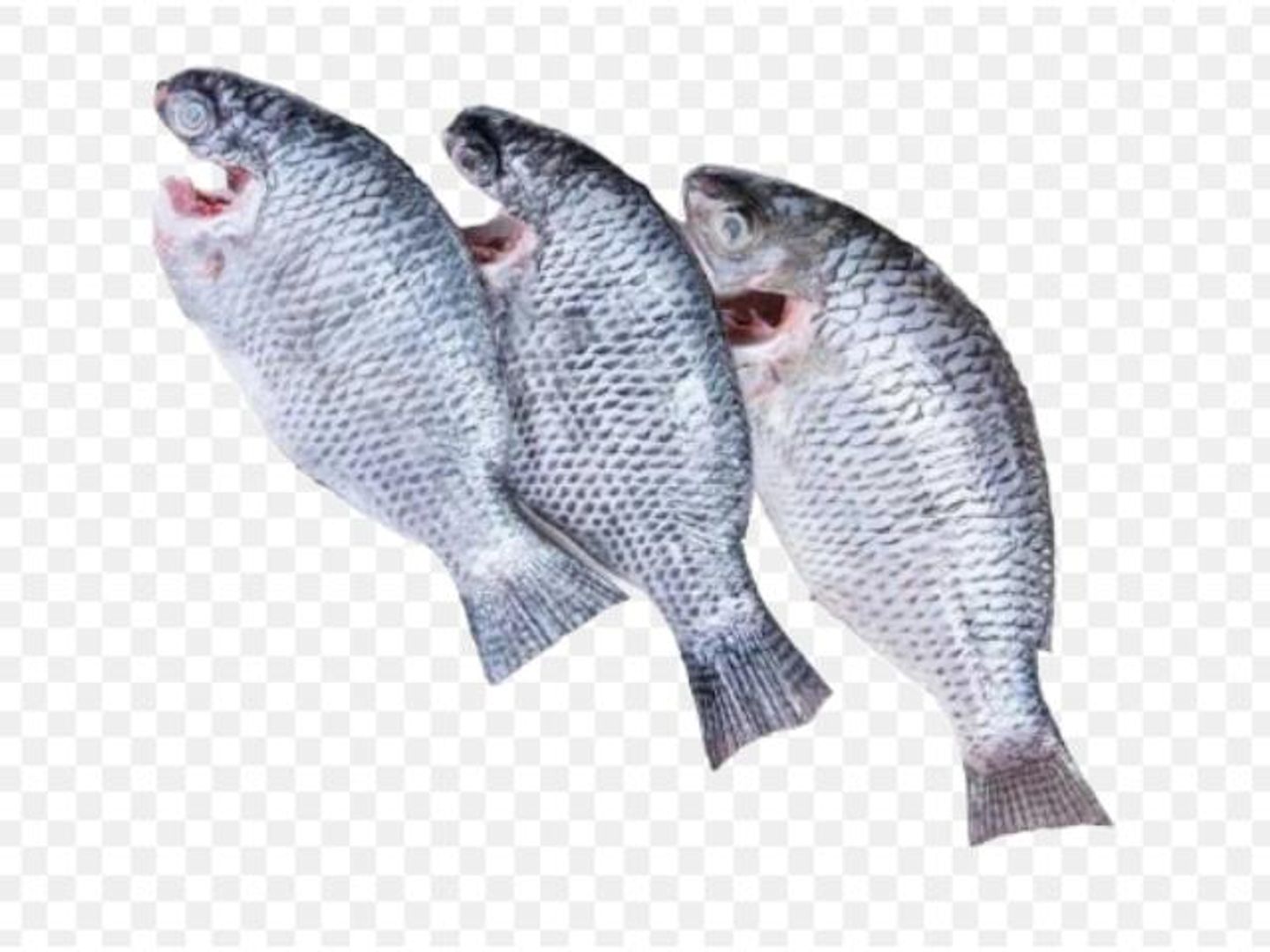 Tilapia Fish 1 Kg