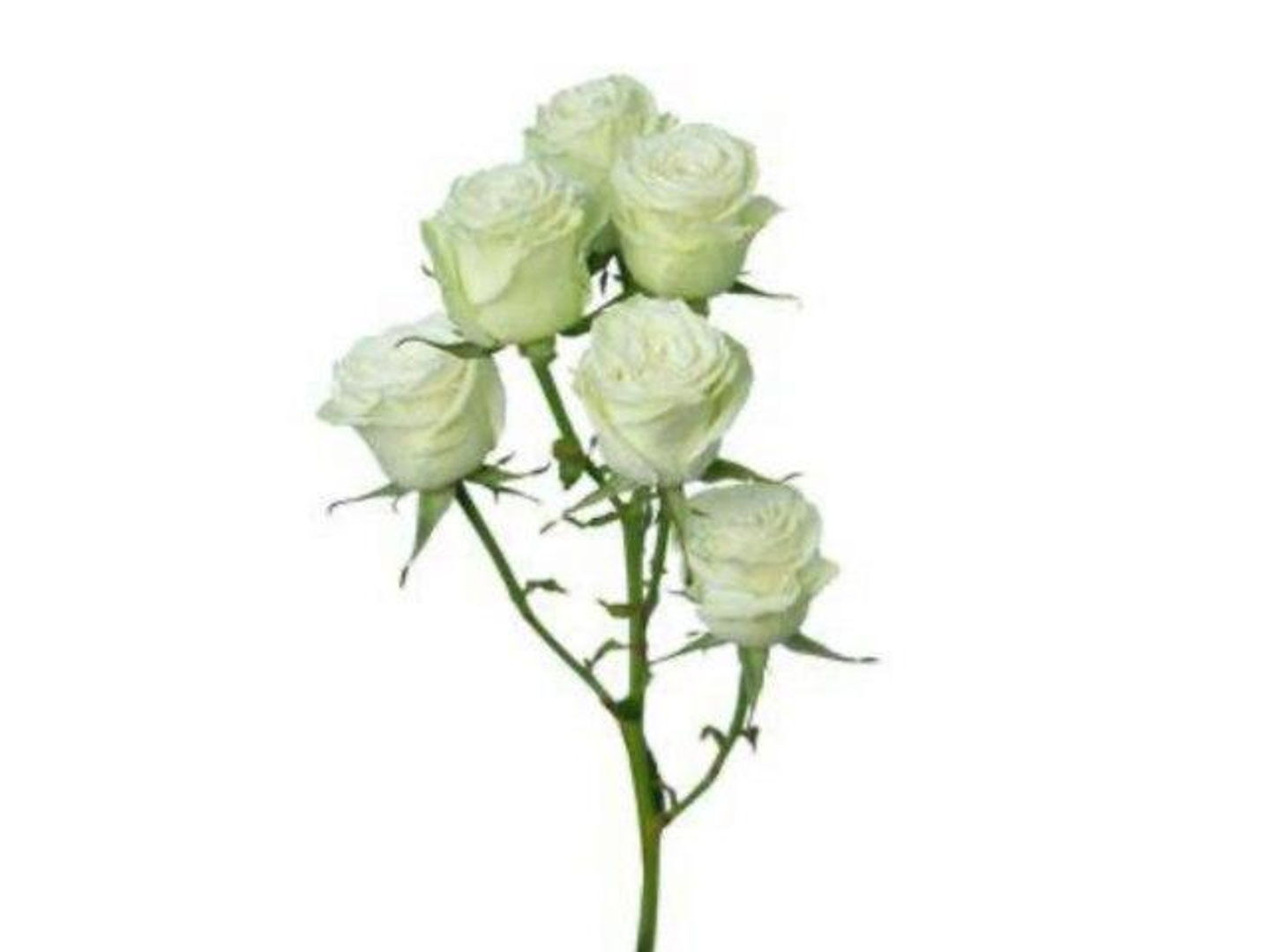 بيبي روز ابيض