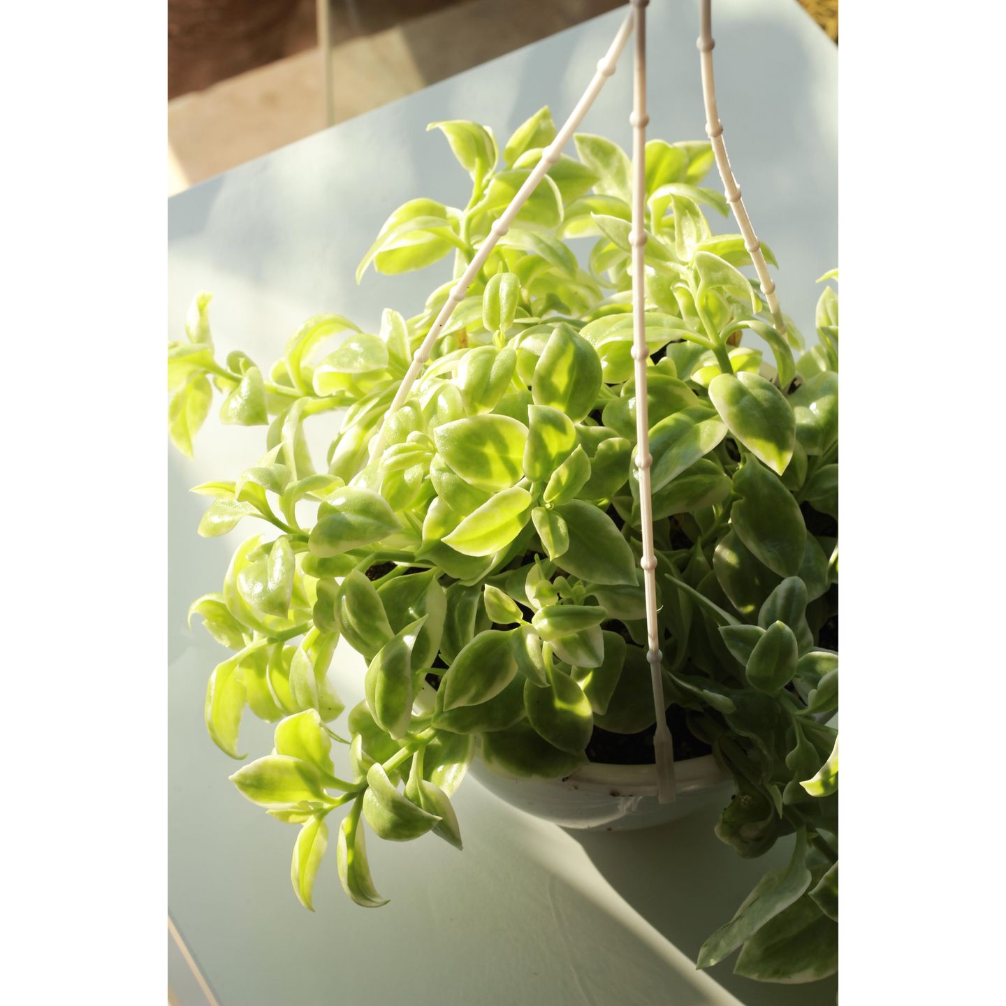 Apontonia Hanging