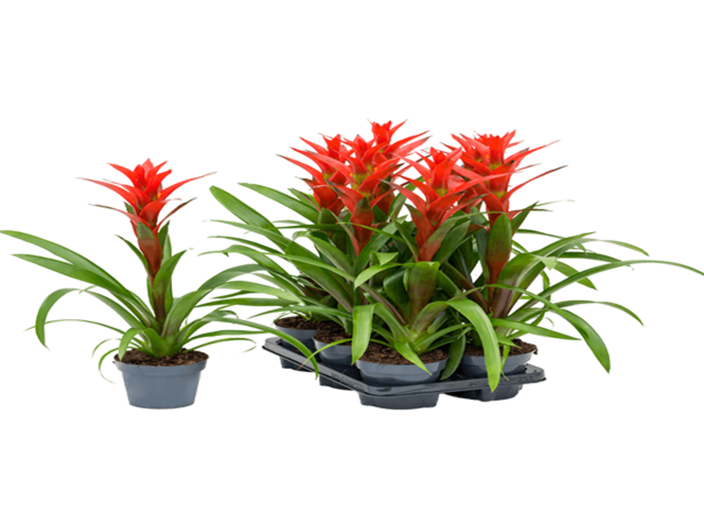 Guzmania Ostara P12 H45