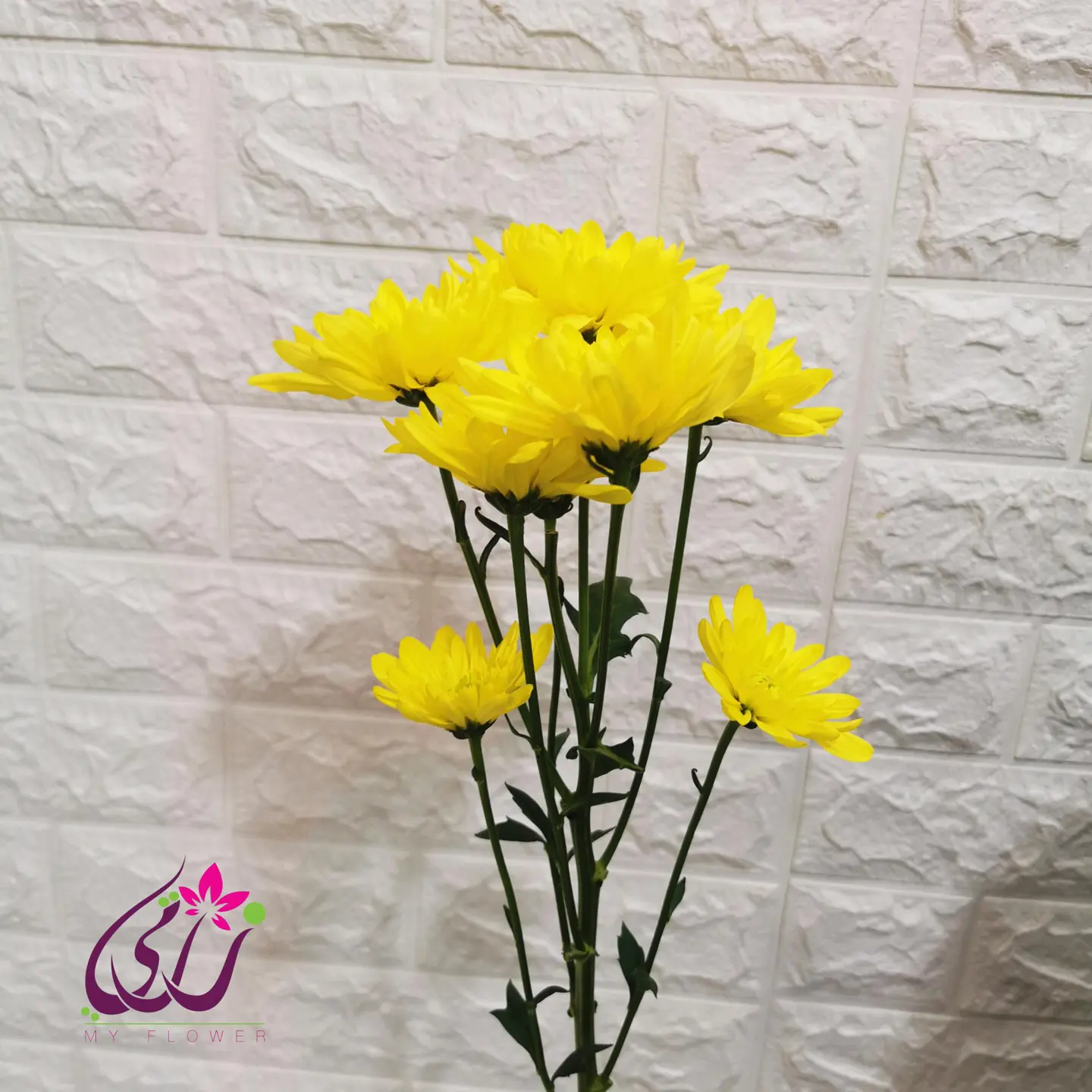 كريز - ابيض