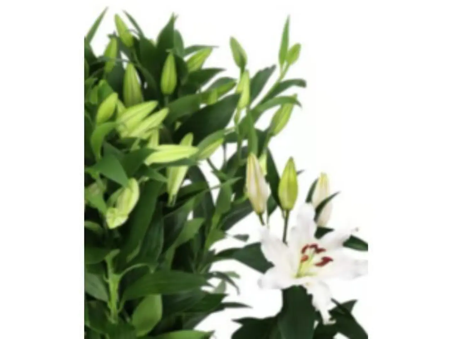 Casablanca White
