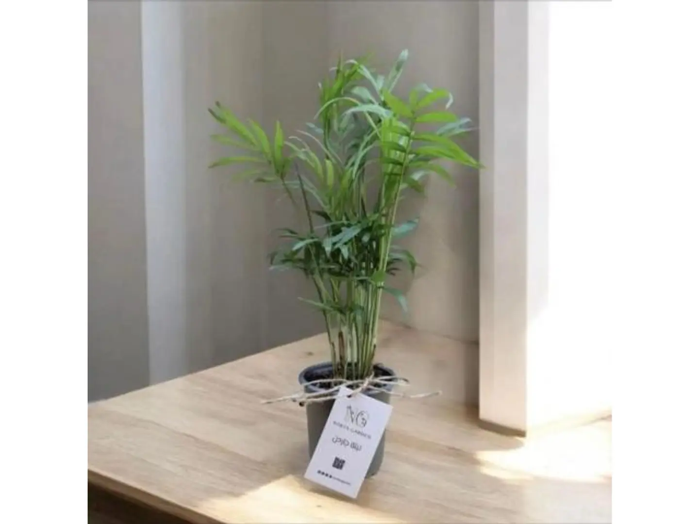 Chamaedorea Palm Plant , Small Size