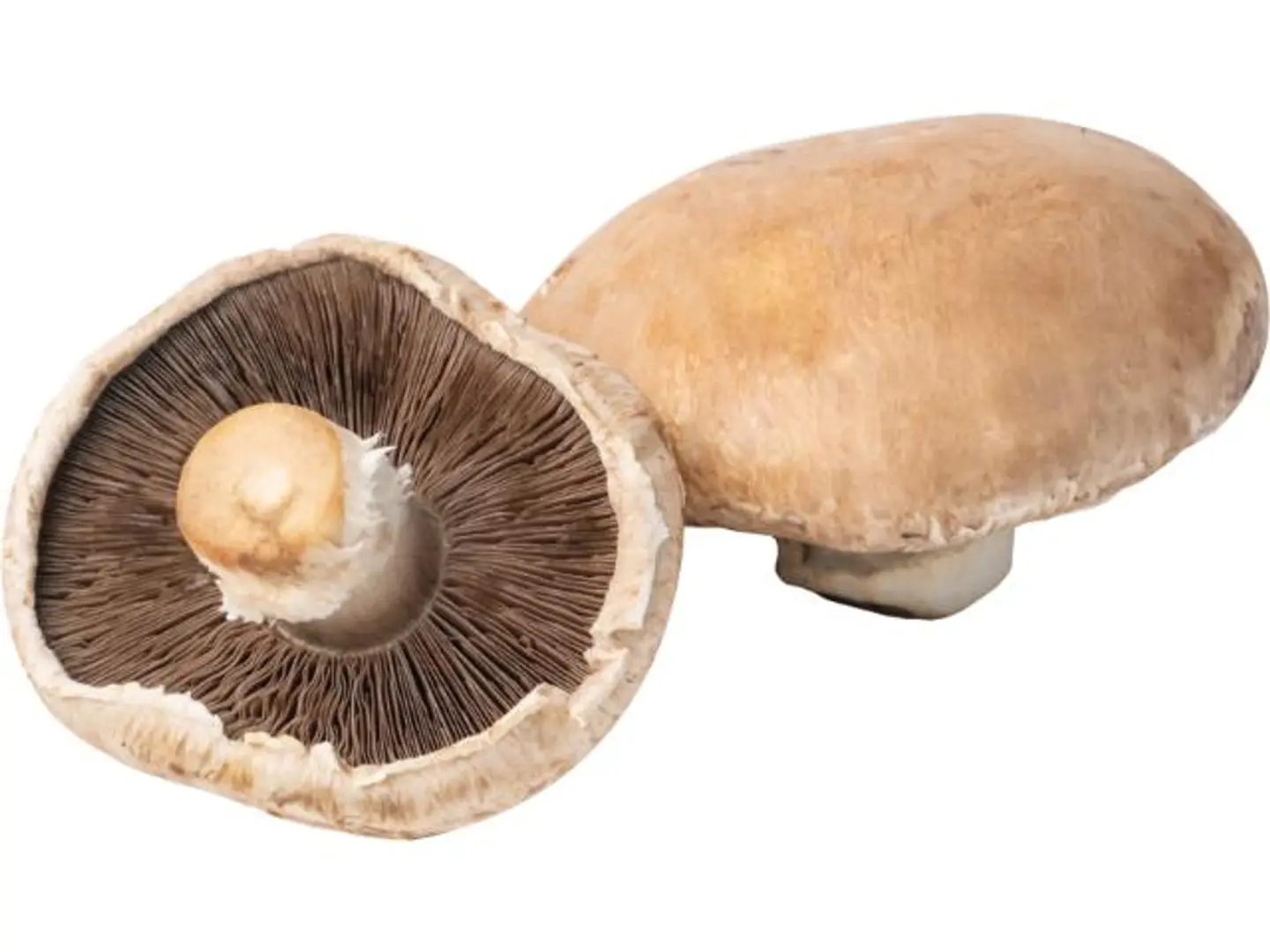 Porteblo Mushroom Holland