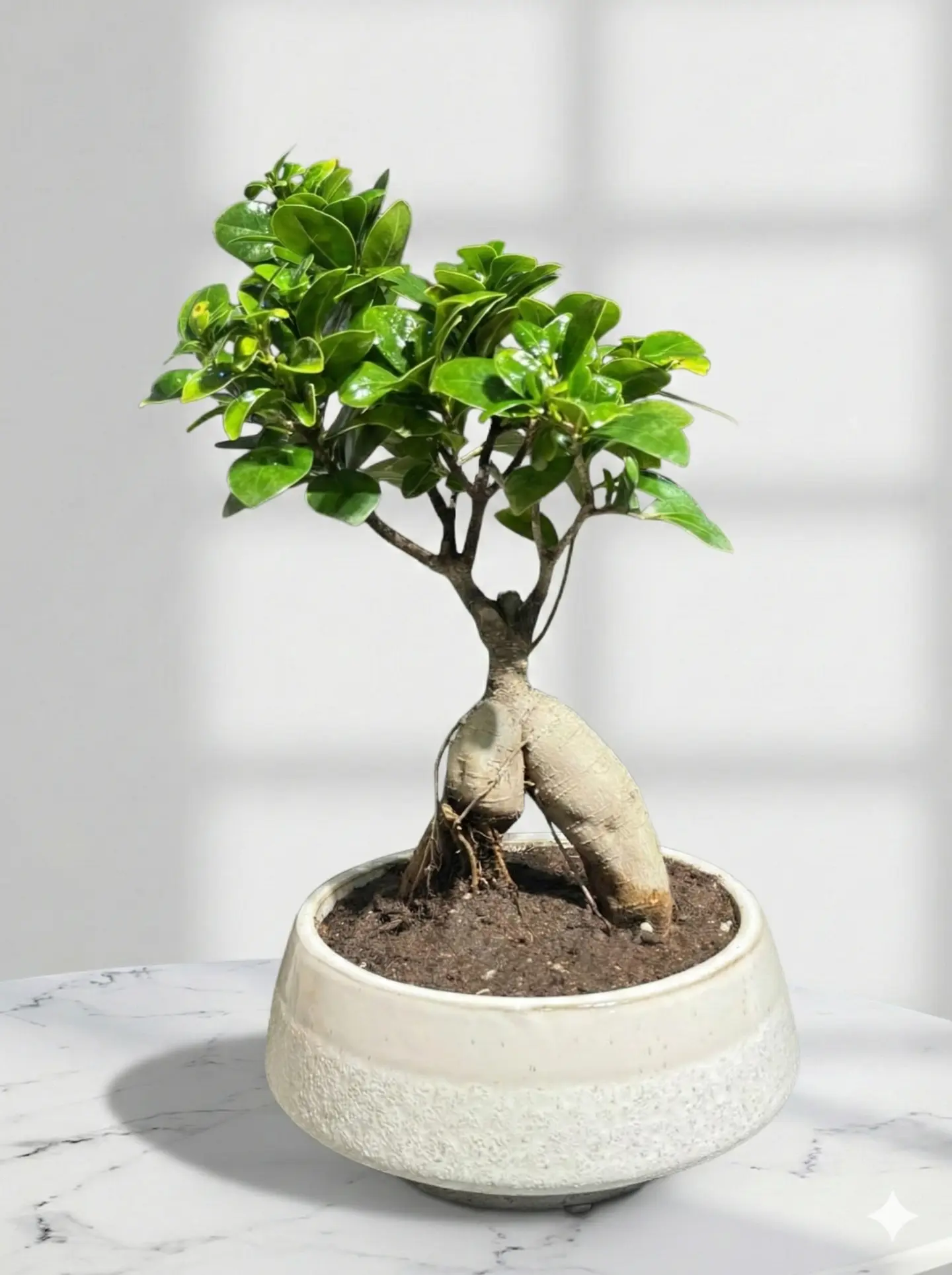 نبتة فيكس جينسينج