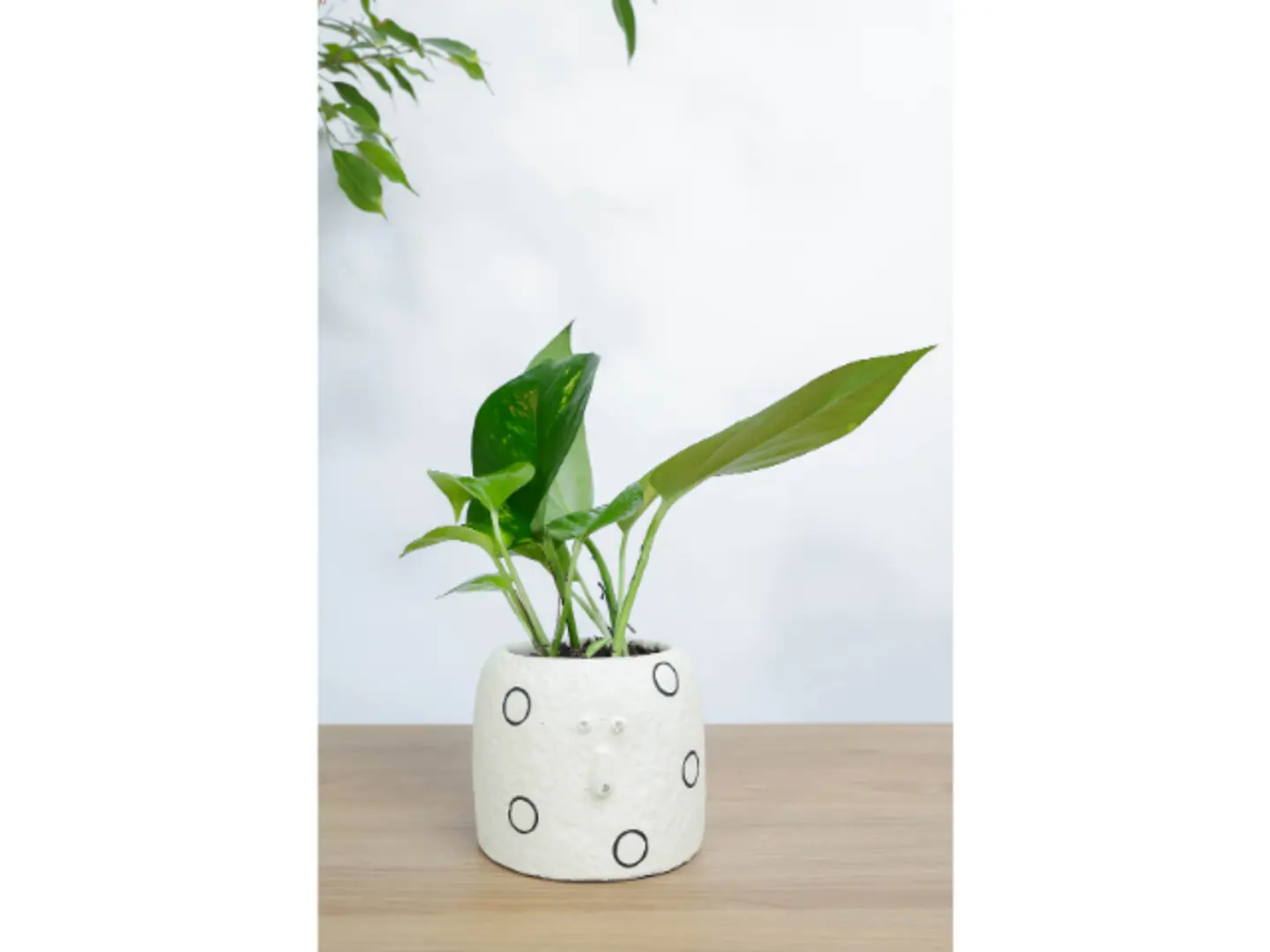 نبتة بوتس في اصيص ابيض بشكل وجه مميز