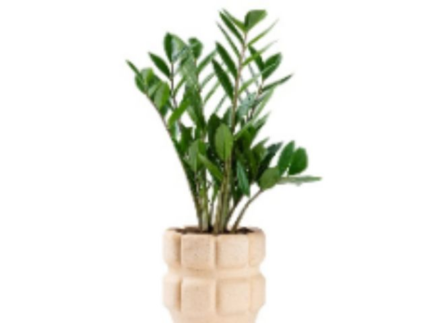 Zamia Plant Planted In A Ceramic Pot