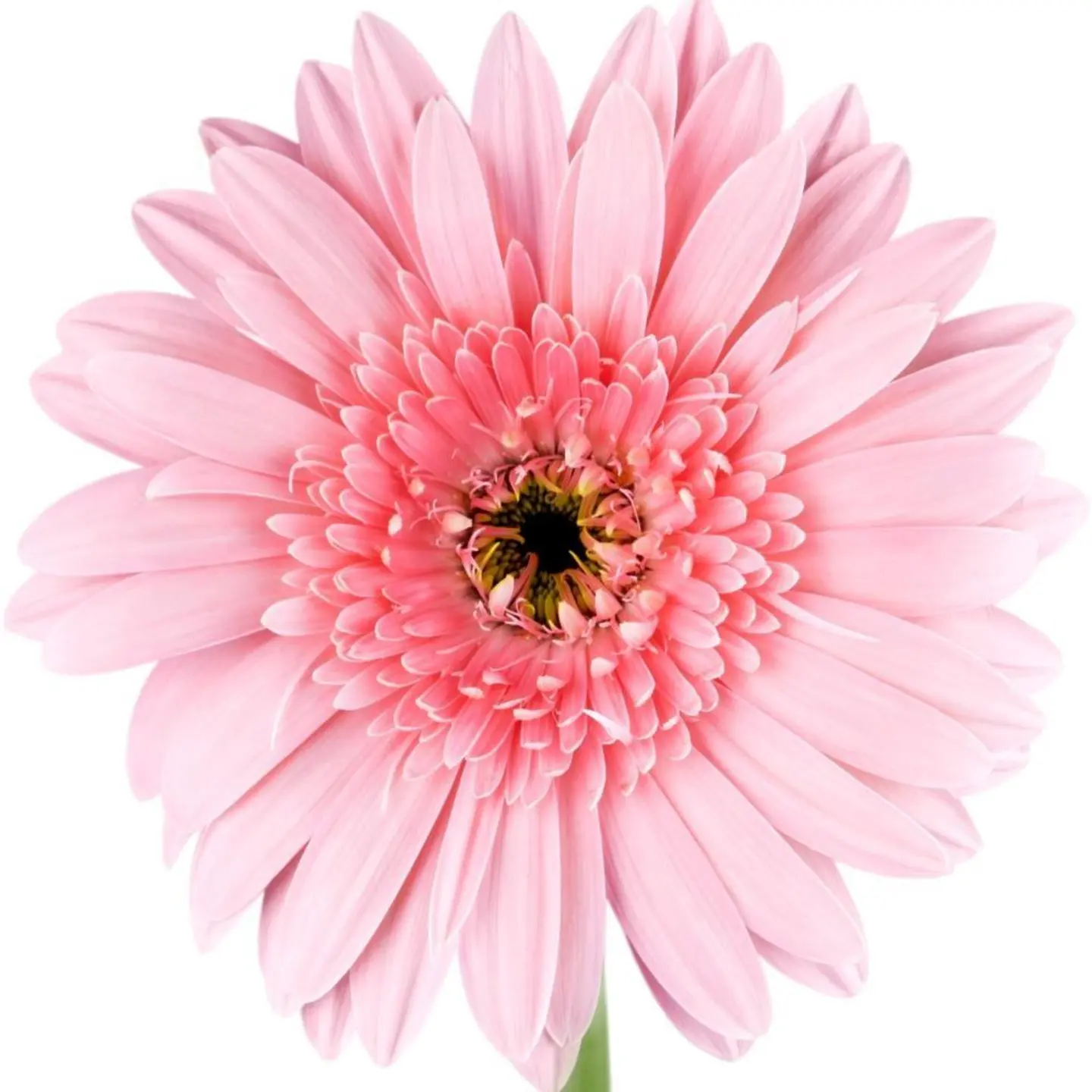 Pink Geravira By Piece