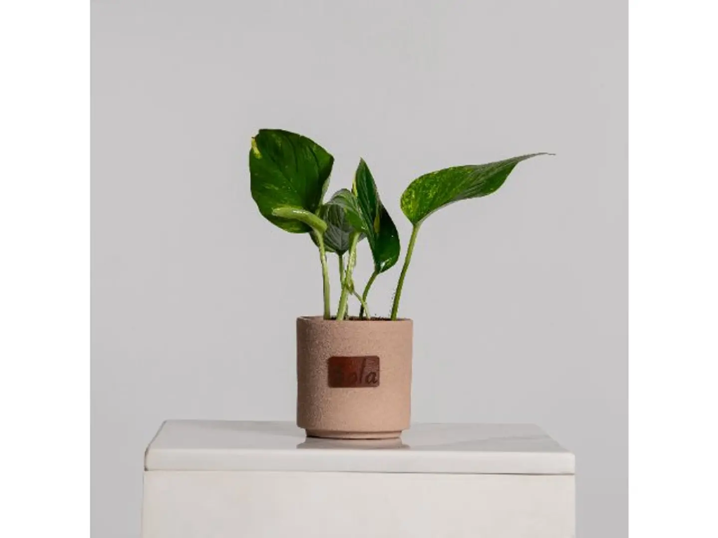 Pothos Plant In A Concrete Pot S012