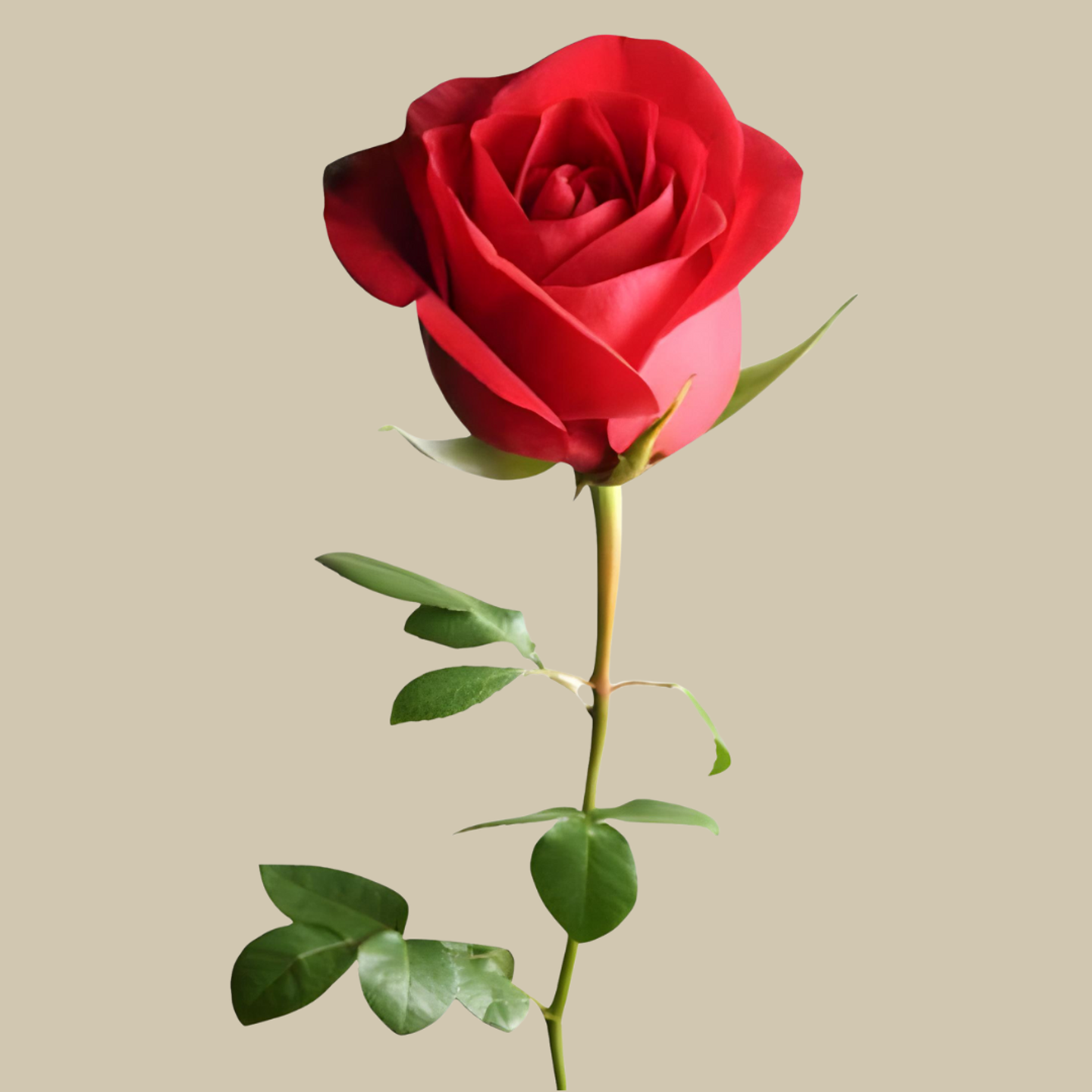 Red Rose Roses