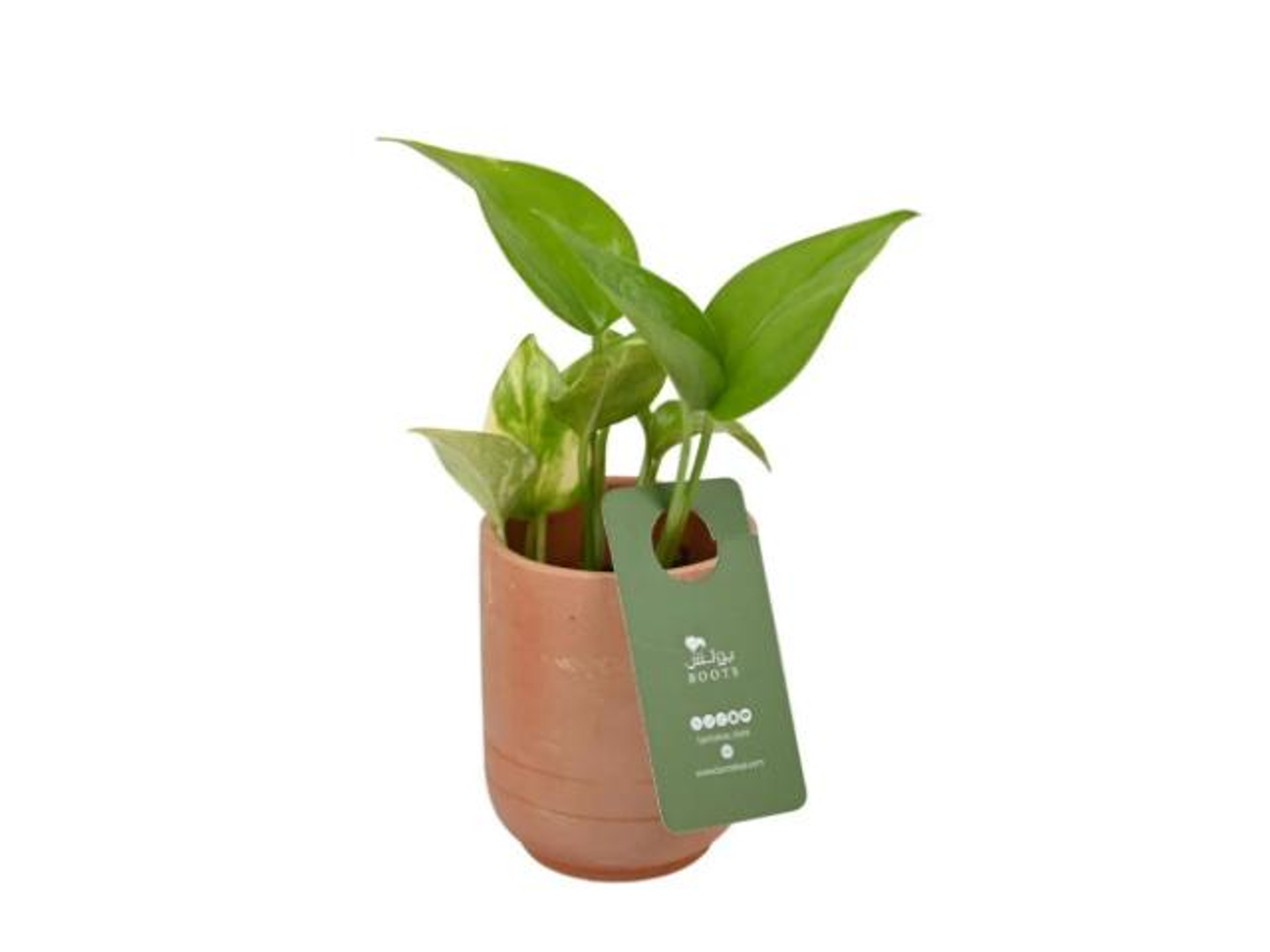 50  Pots Plant In Red Pottery