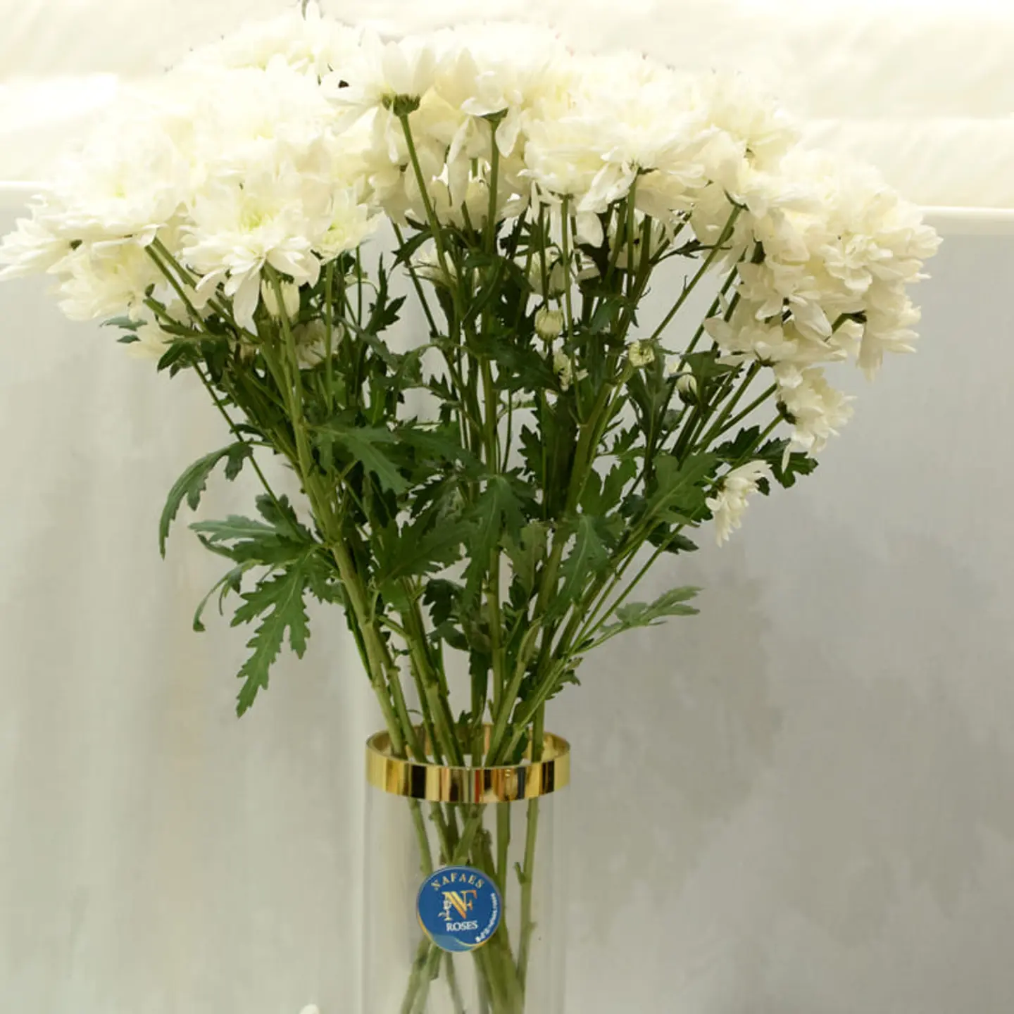 عشره غصن كريز ابيض