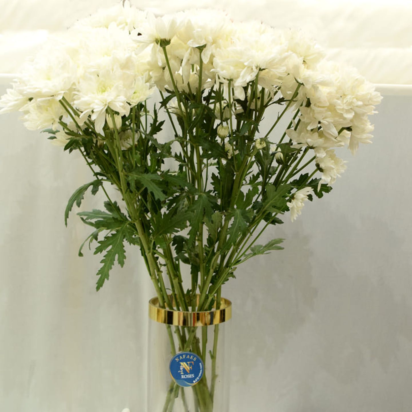 عشره غصن كريز ابيض