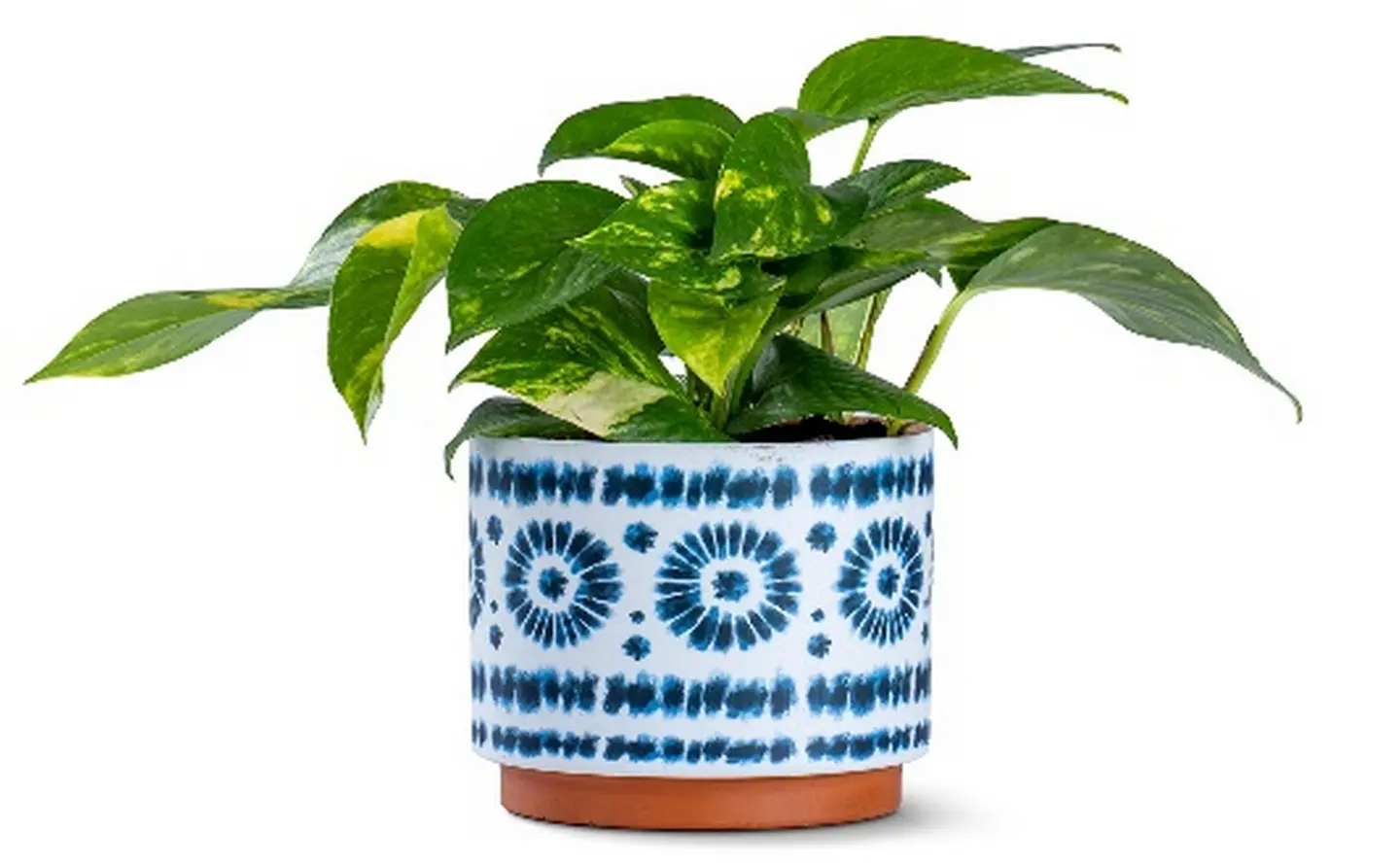 Scindapsus Plant Planted In A Ceramic Pot