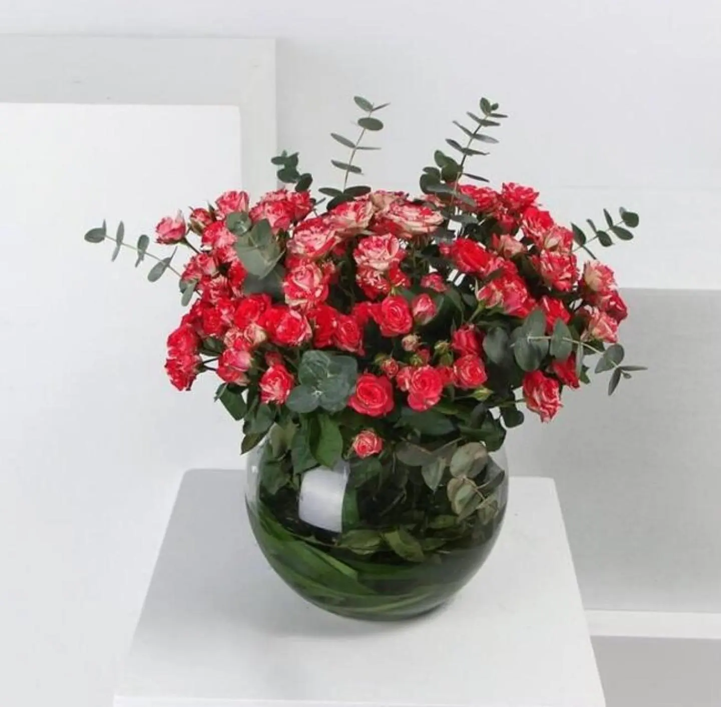 فازة انتونيلا