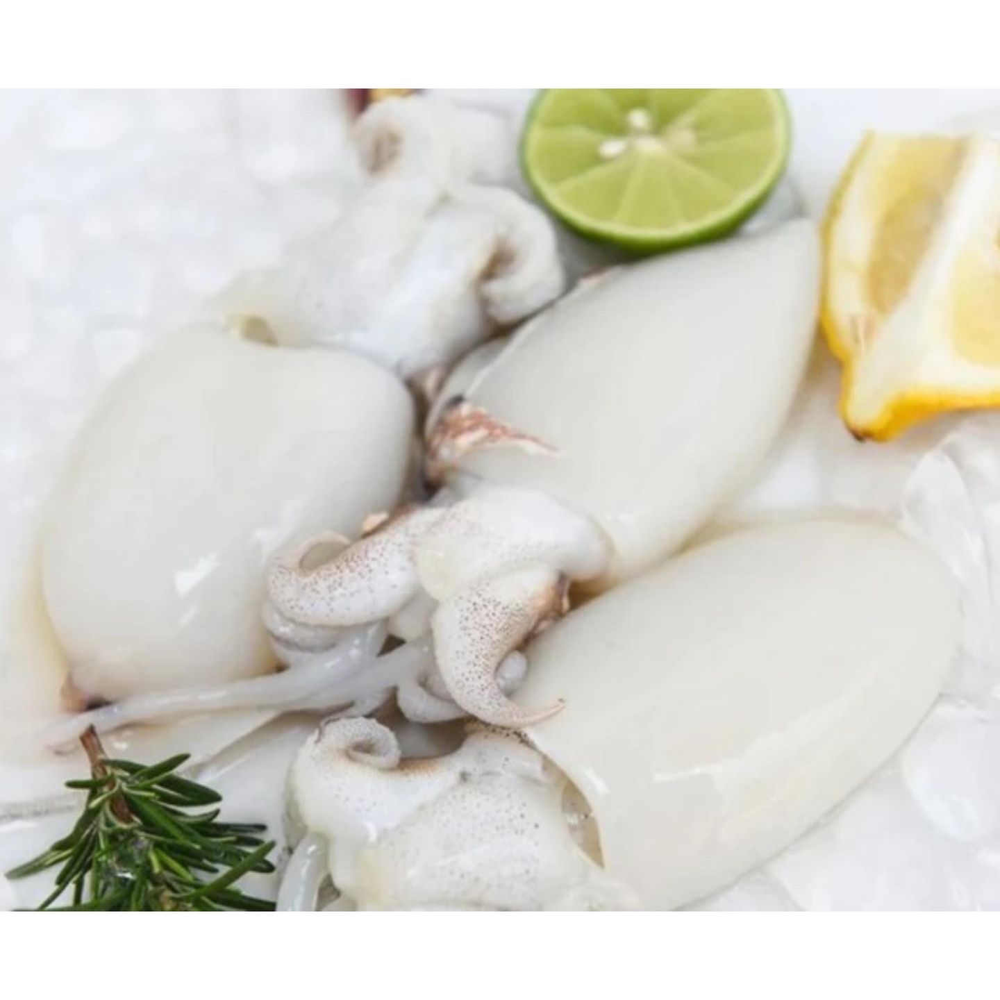 White Squid