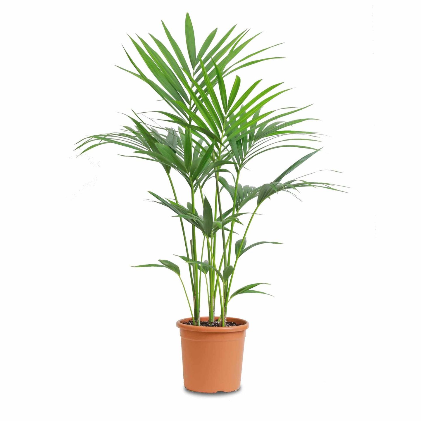 Kentia