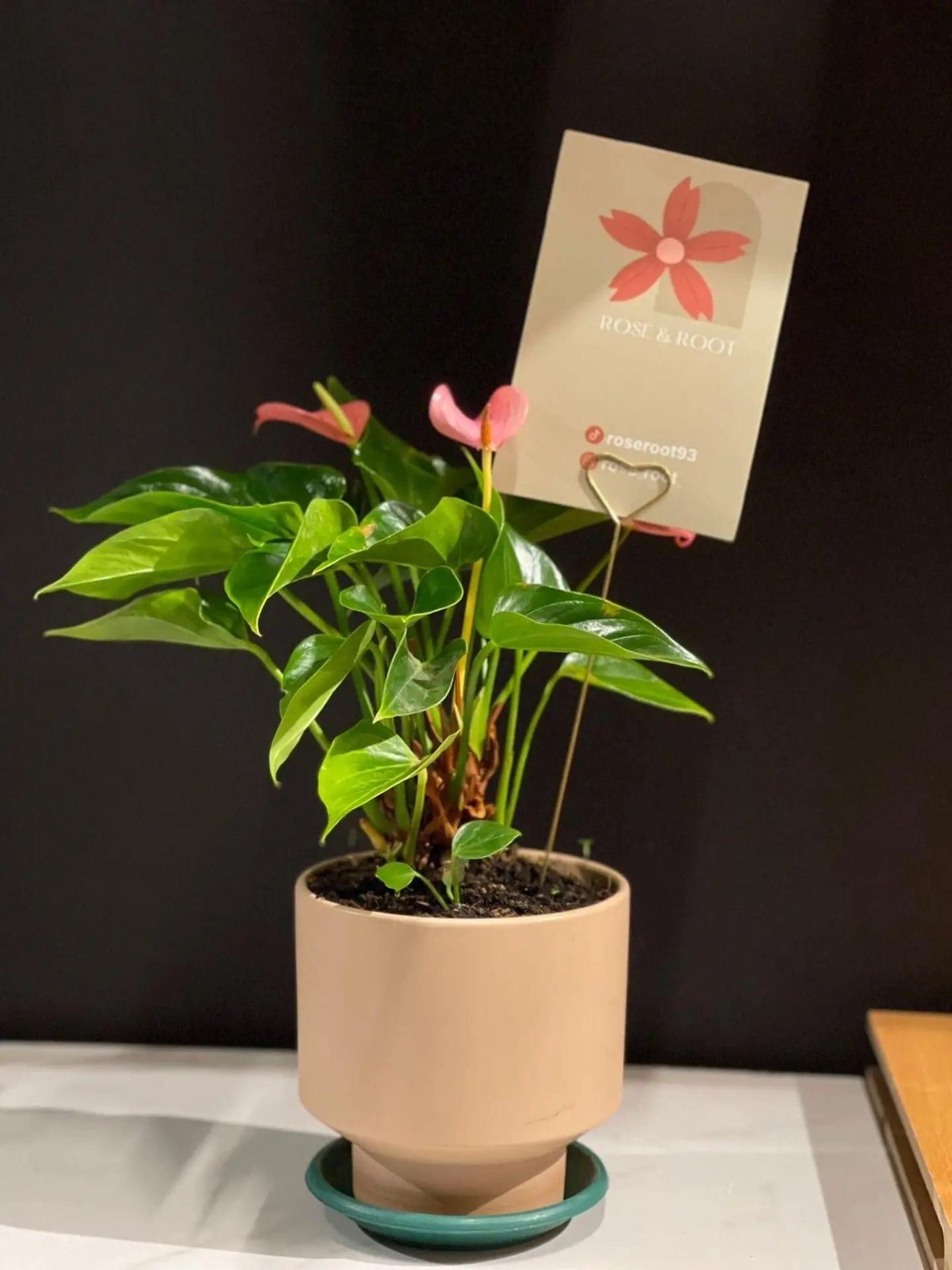 نبتة طبيعية انتوريوم وردي