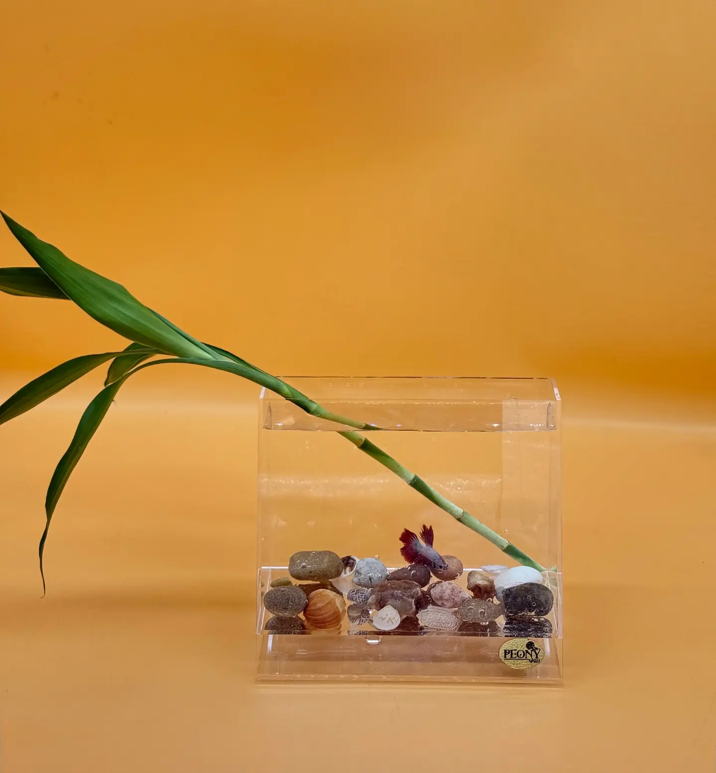 Acrylic Fish Tank 223