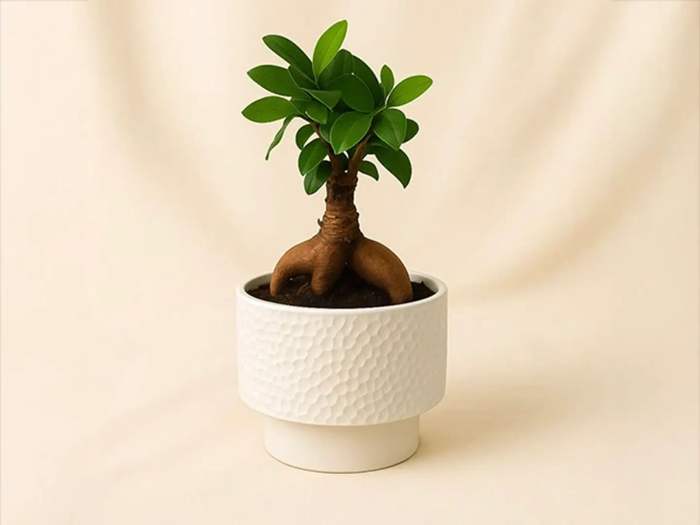 أصيص سيراميك لنباتات البونساي