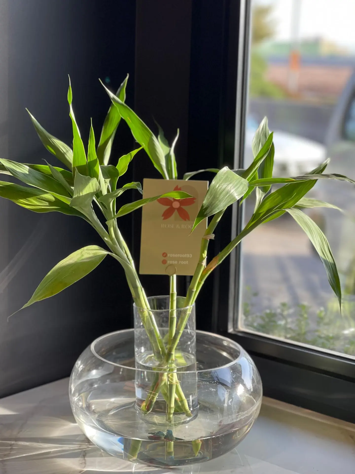 فازة نبتة البامبو مع سمكتين