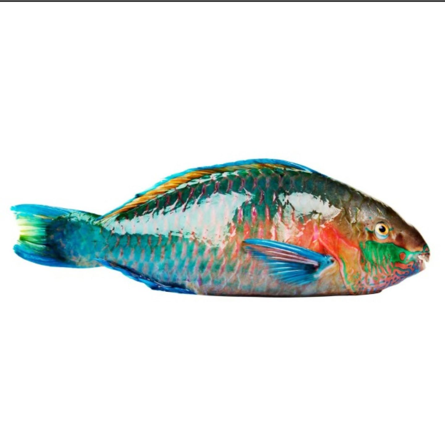 Harid Fish