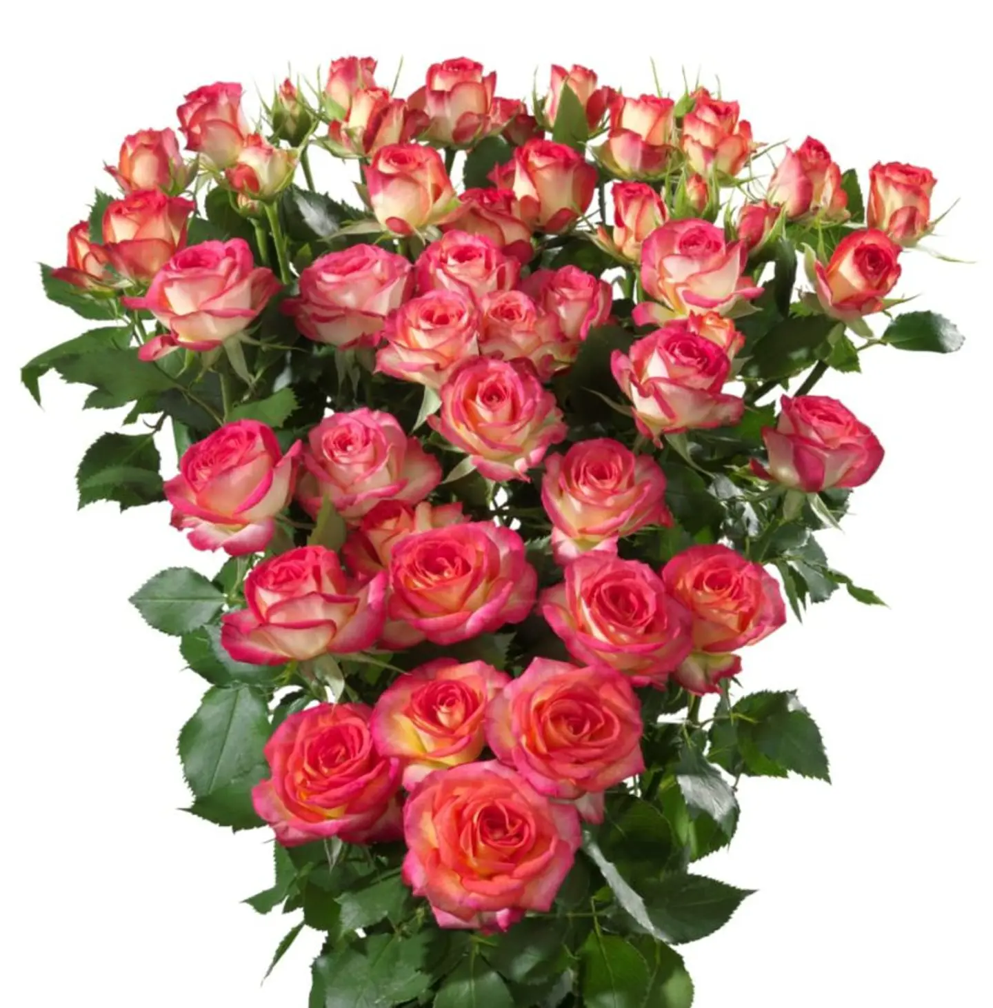 A1 Pink Bi Colour Spray Rose 10 Stem