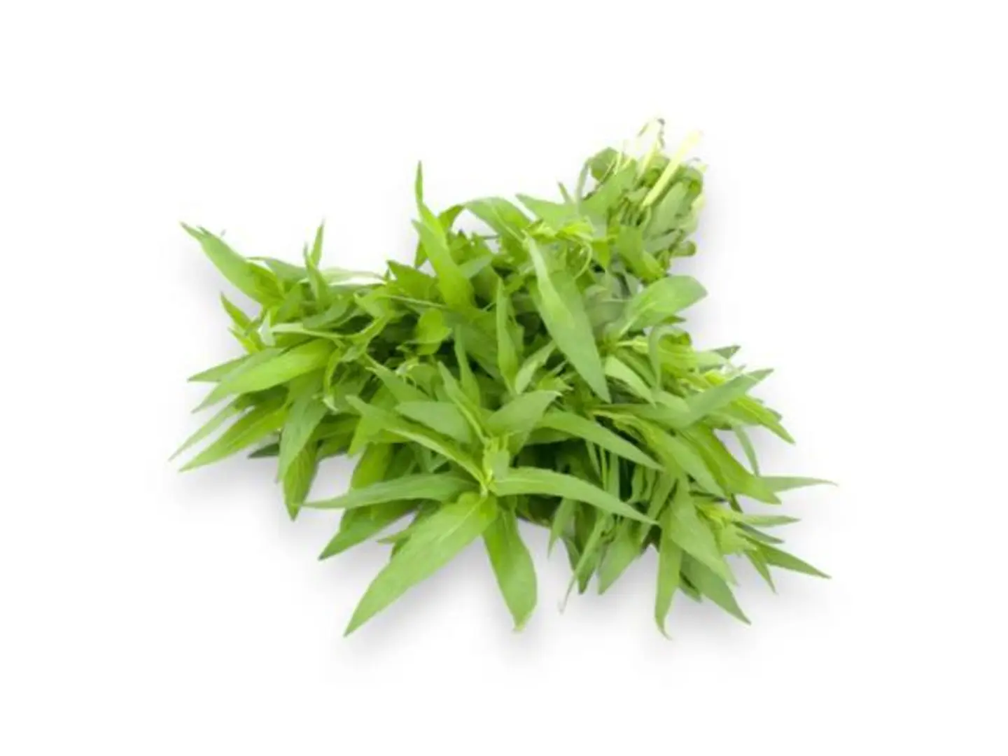 Basil Bundle