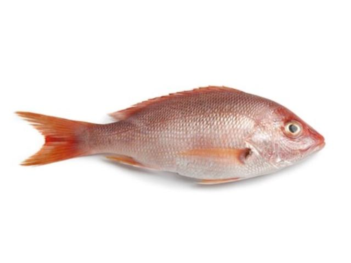Marjan
