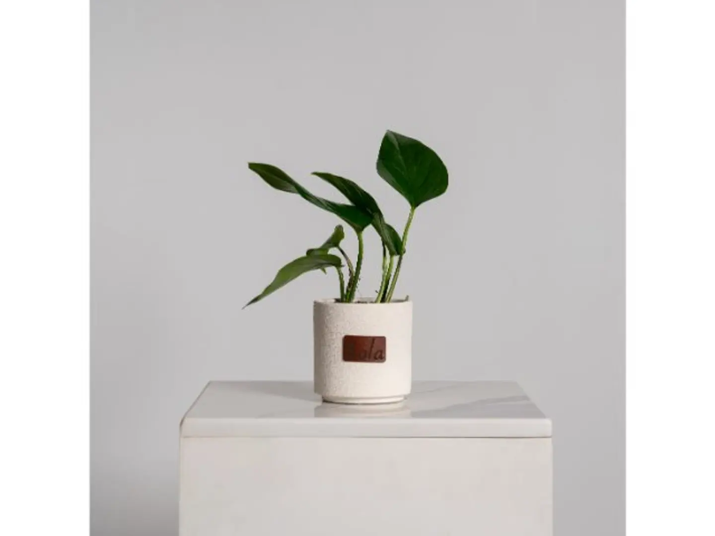 Pothos Plant In A Concrete Pot S013