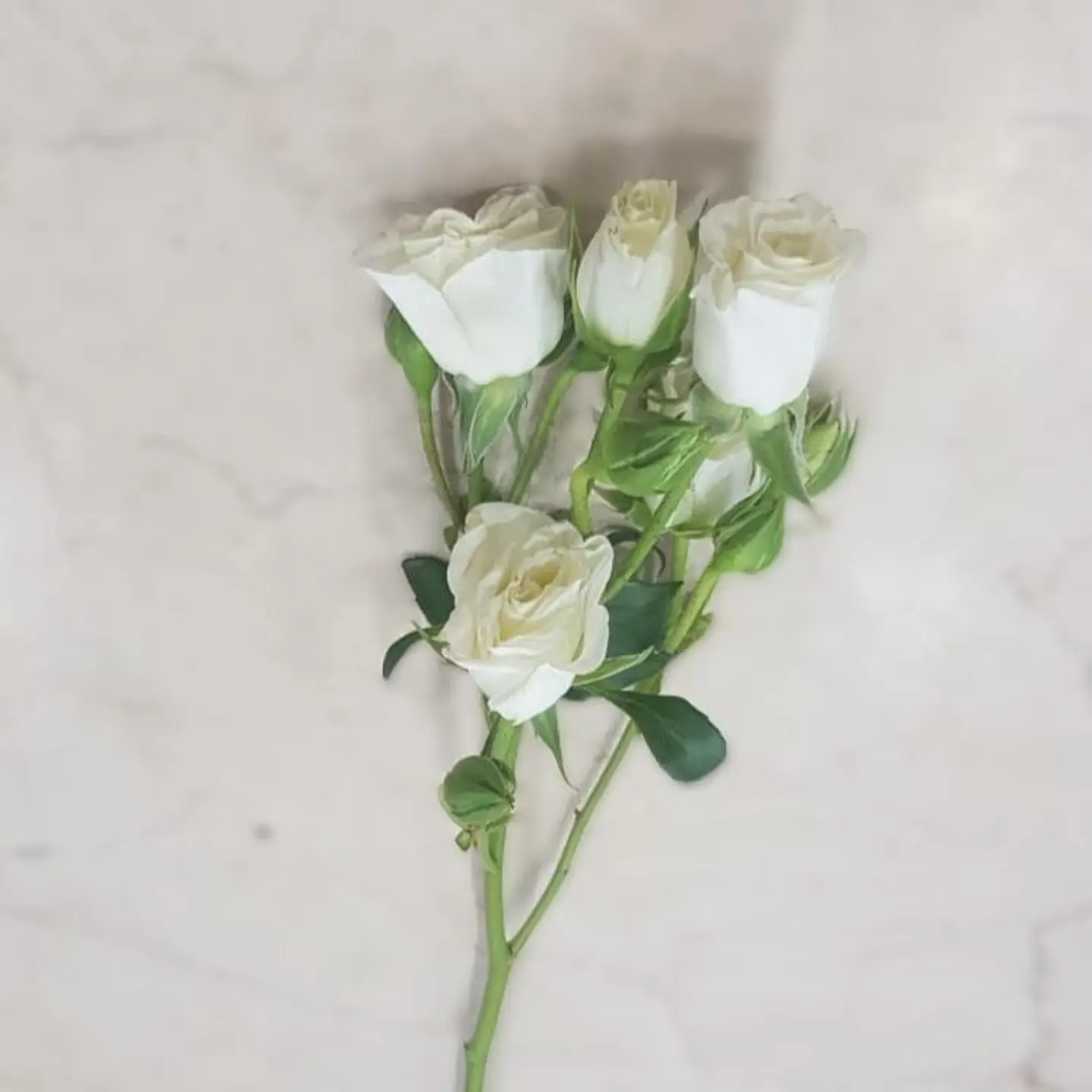 White Baby Rose